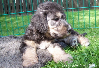 Alanus 07052006-4.jpg